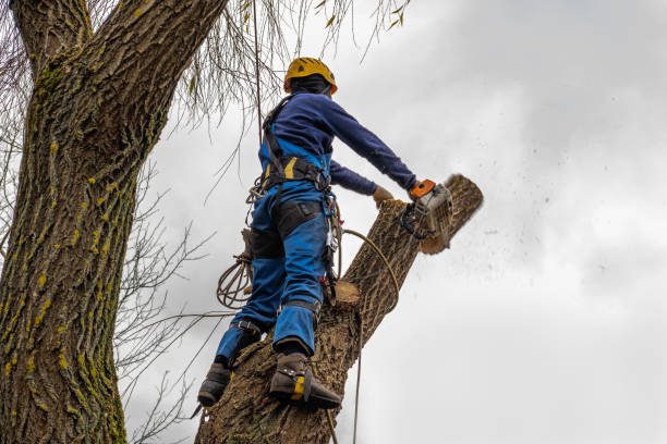 Best Dead Tree Removal  in Crockett, TX